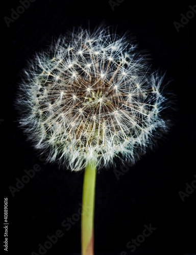 taraxacum