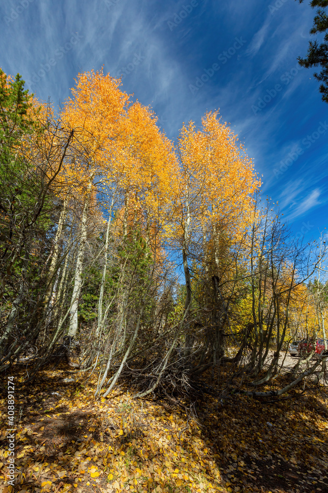 Obraz premium Aspen near Lake Tahoe