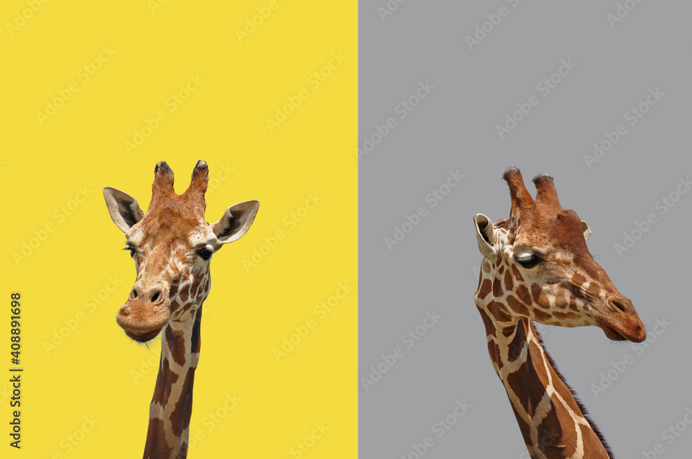 Two giraffes heads isolated on trendy unicolor background illuminating yellow and ultimate grey