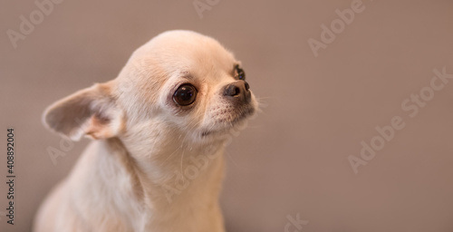 Little cute dog chihuahua on a gray background