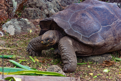 Galapagos turtle 2