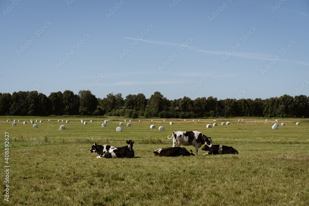 The cows are resting in the pasture. View on the background of meadows and forests The cows are resting in the pasture. View on the background of meadows and forests