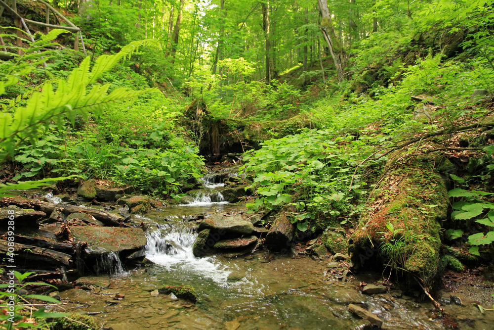 Stream in the forest near Carynska, Bieszczady National Park, Poland Stream in the forest near Carynska, Bieszczady National Park, Poland