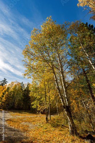 Fototapeta Naklejka Na Ścianę i Meble -  Aspen near Lake Tahoe