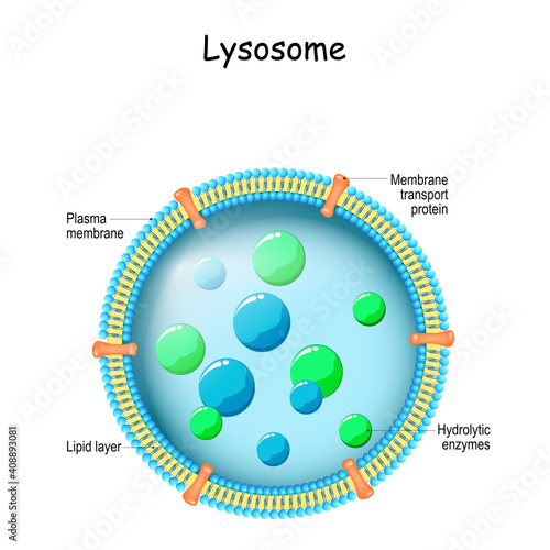 Lysosome Anatomy