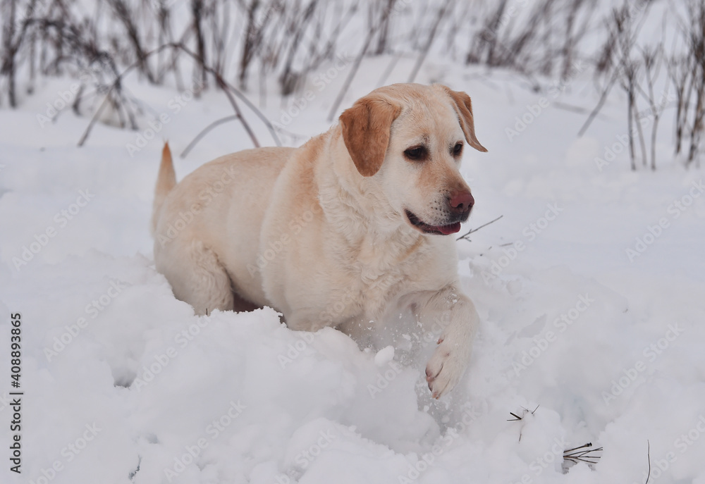 un perro labrador corriendo en la nieve un perro labrador corriendo en la nieve