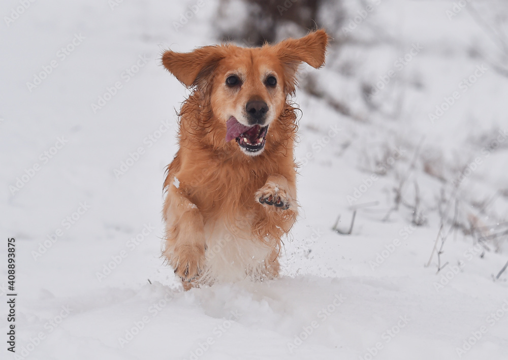 un perro labrador corriendo en la nieve un perro labrador corriendo en la nieve