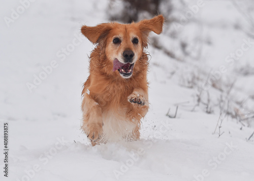 un perro labrador corriendo en la nieve