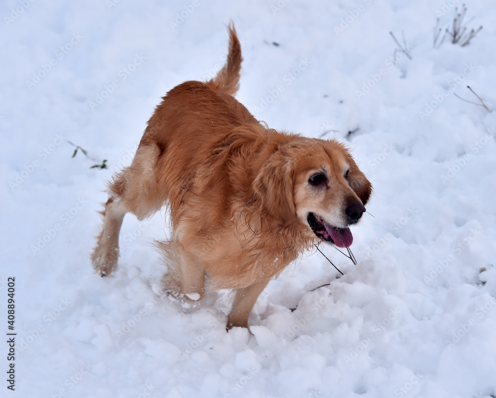 un perro labrador corriendo en la nieve