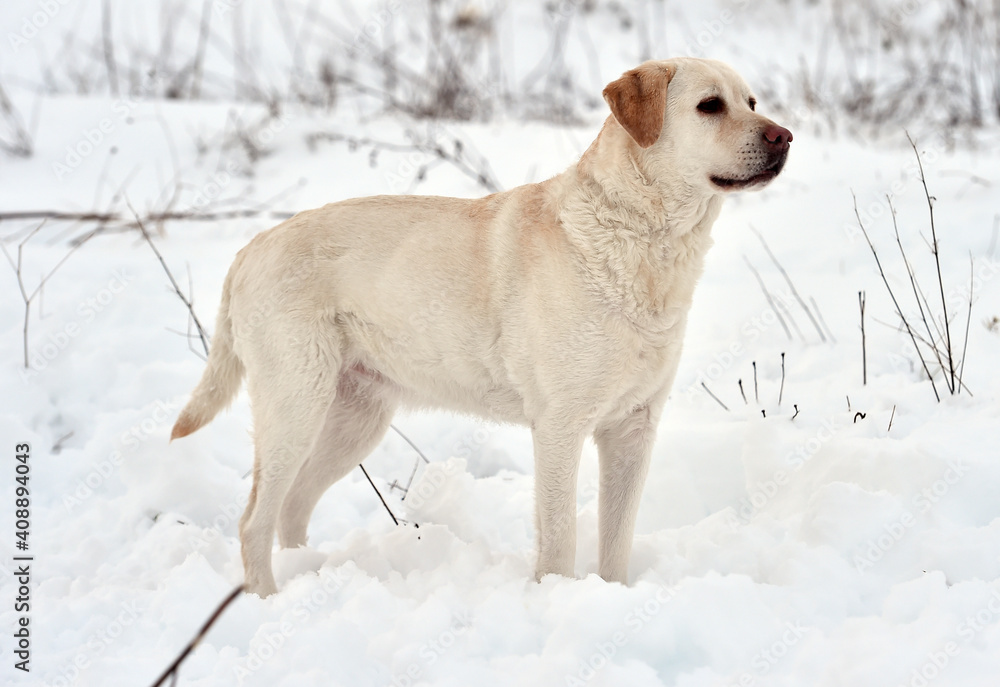 un perro labrador corriendo en la nieve un perro labrador corriendo en la nieve