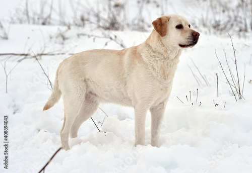 Fototapeta Naklejka Na Ścianę i Meble -  un perro labrador corriendo en la nieve