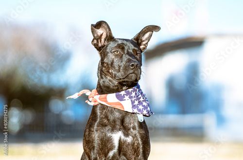 A five month old puppy with black fur and slight brindle wearing an American flag bandana with a distinguished expression. Pit Bull, German Shepherd, Boxer, Bulldog, Siberian Husky, Rottweiler Mix.