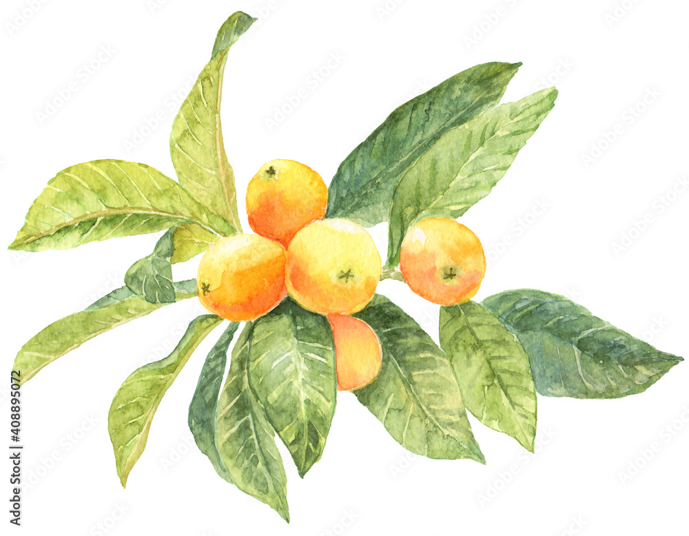 びわ 葉がたくさん 枝 水彩画 Stock イラスト Adobe Stock びわ 葉がたくさん 枝 水彩画 Stock イラスト Adobe Stock