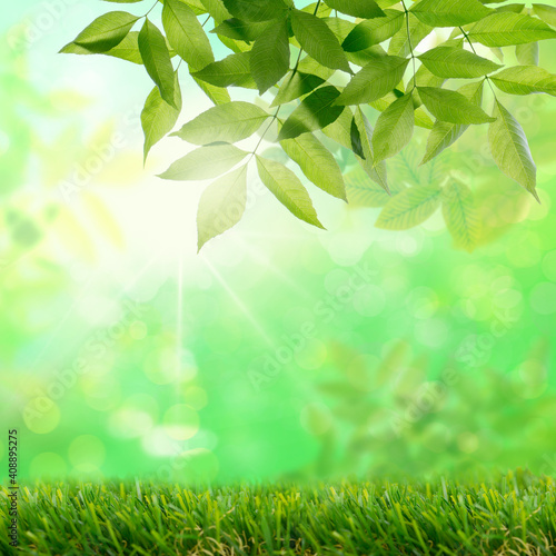 Green leaves in forest on tree with green meadow and blurred background in nature.