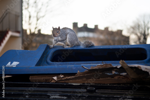 Urban Squirrel on bin