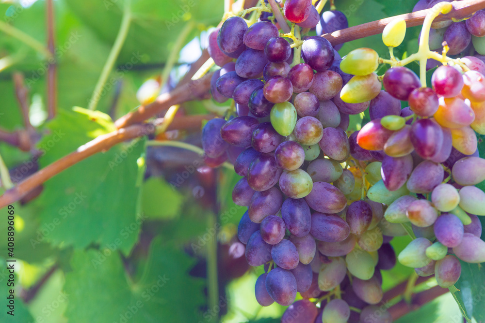 Vineyards at sunset in autumn harvest. Ripe grapes in fall. Vineyards at sunset in autumn harvest. Ripe grapes in fall.
