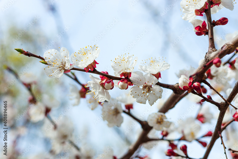 cherry tree blooming. sakura blossom over blue sky background. springtime concept. easter greeting card