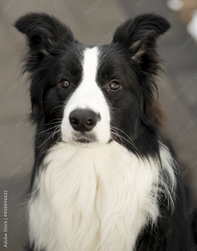 A young adult pure border collie dog outdoors in the winter. A young adult pure border collie dog outdoors in the winter.