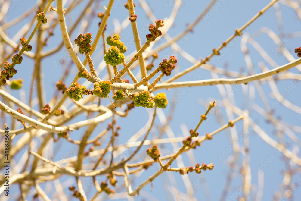 Branch of the tree and flower, background blue sky, in the winter season Branch of the tree and flower, background blue sky, in the winter season