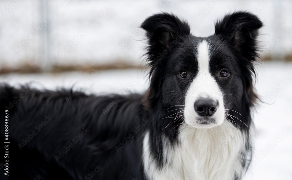 A young adult pure border collie dog outdoors in the winter. A young adult pure border collie dog outdoors in the winter.
