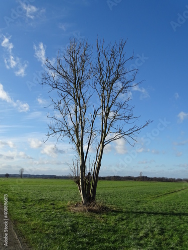 Tree in a Landscape