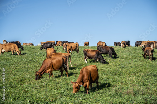 Jersey Cows Grazing in Field 