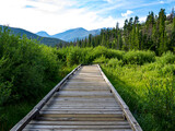 Boardwalk path through forest in Colorado