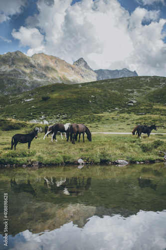 horses in the mountains © Vandlis