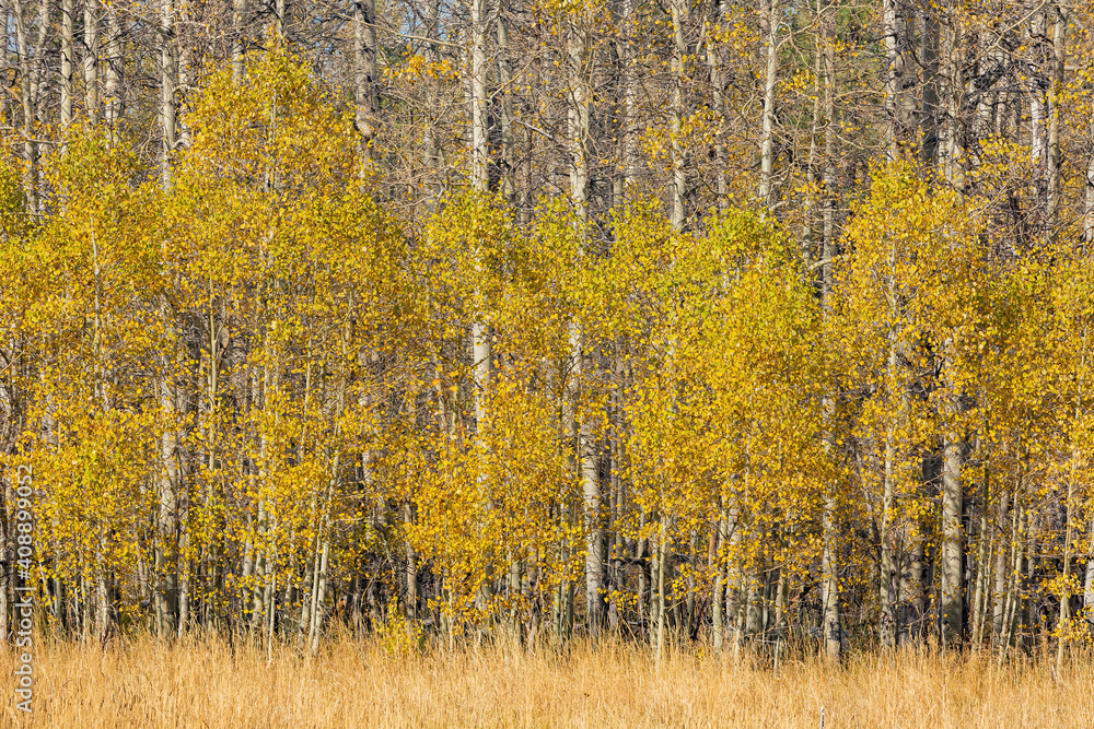 Sunny view with beautiful fall color along the Hope Valley in Lake Tahoe area Sunny view with beautiful fall color along the Hope Valley in Lake Tahoe area