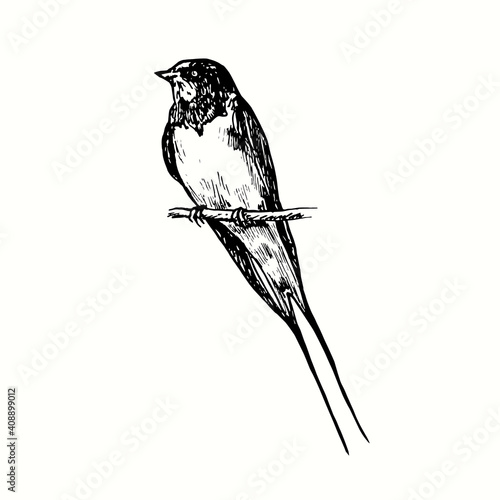 Hand drawn swallow bird sitting on twig. Ink black and white drawing. Vector illustration