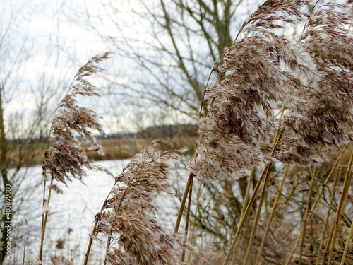 reeds in the wind