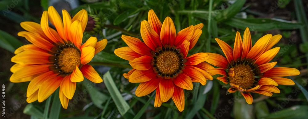 Beautiful Orange Flower Beautiful Orange Flower