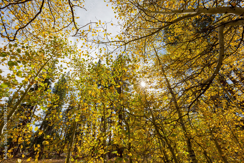 Sunny view with beautiful fall color along the Hope Valley in Lake Tahoe area Sunny view with beautiful fall color along the Hope Valley in Lake Tahoe area