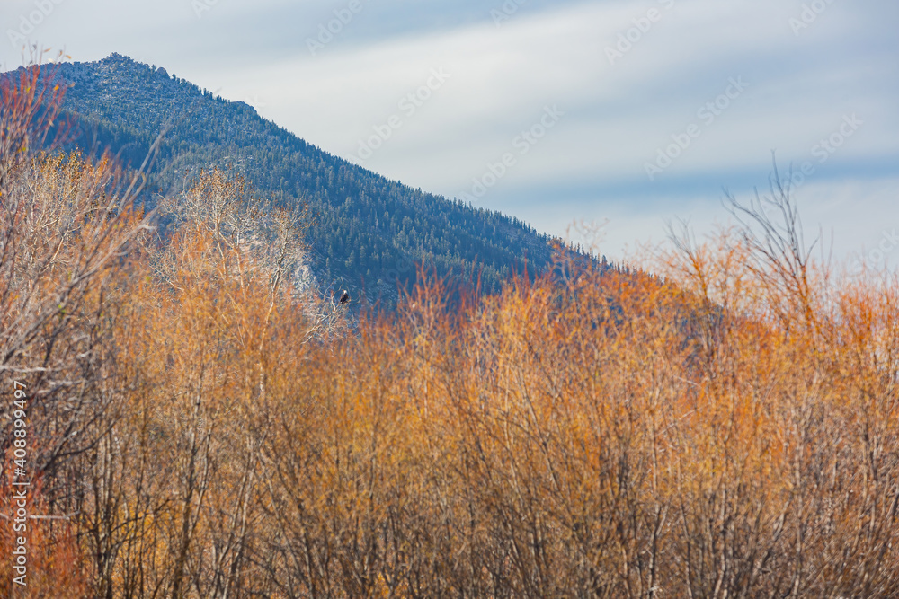 Sunny view with beautiful fall color along the Hope Valley in Lake Tahoe area