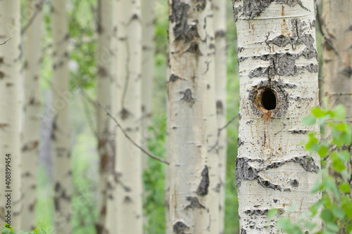 Grove of Aspen trees with selective focus on the nearest tree, which has a woodpecker nest hole in it, while the other trees in the background are tastefully out of focus photo