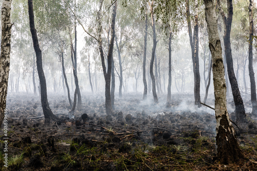 Fototapeta premium Waldbrand in Brandenburg