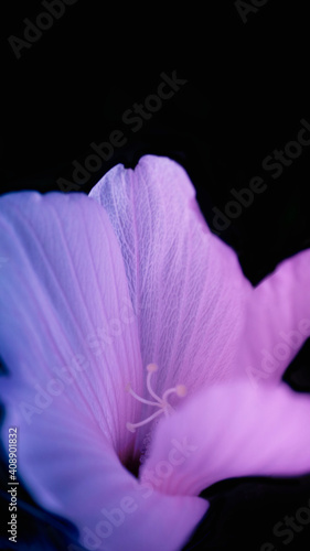 Fototapeta Naklejka Na Ścianę i Meble -  A delicate lily in an iridescent pink and blue light was shot in macro style on a black vertical background. The veins on the lily's petals are visible.