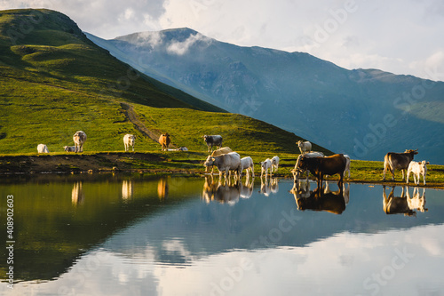 Cows at the lake in the high mountains. photo