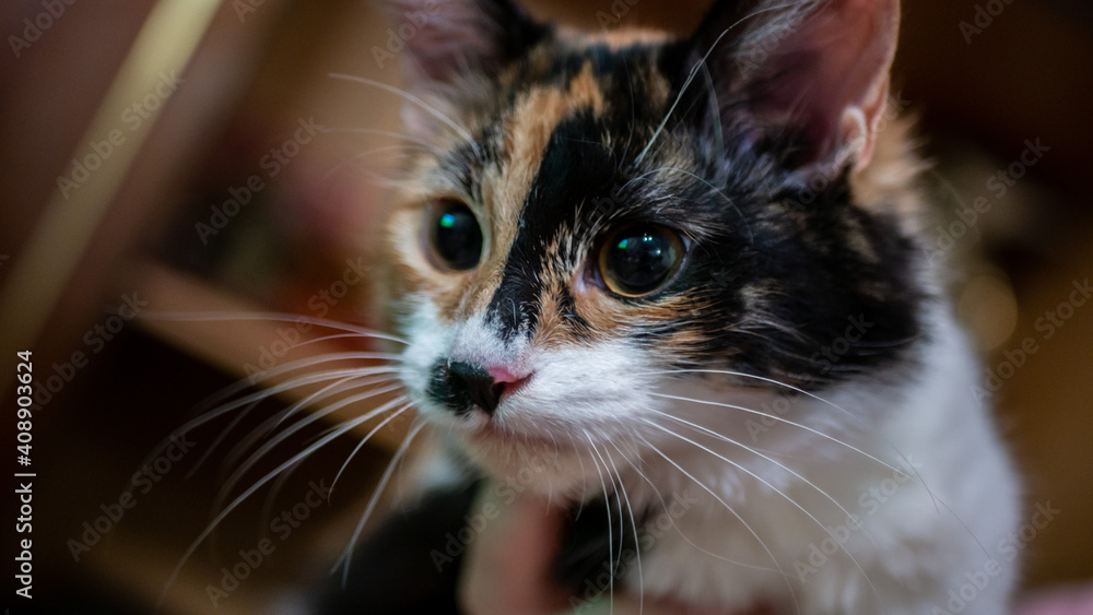 Multi-colored cat with a black spot on the muzzle, portrait of a cat on a colored blurred background