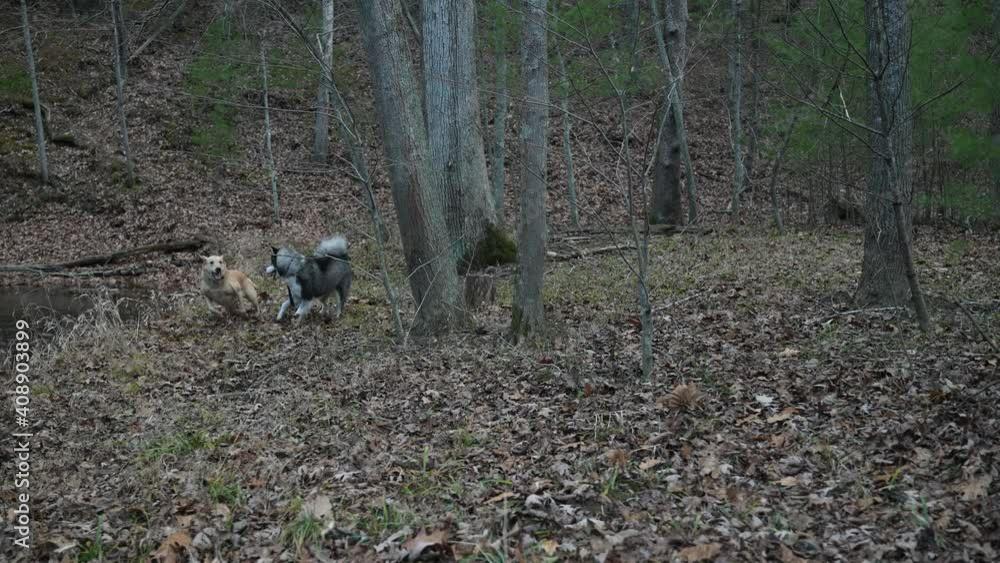 Slow motion of labrador retriever and husky dog play in a forest with leaves on the ground challenging each other with biting motions. Slow motion of labrador retriever and husky dog play in a forest with leaves on the ground challenging each other with biting motions.