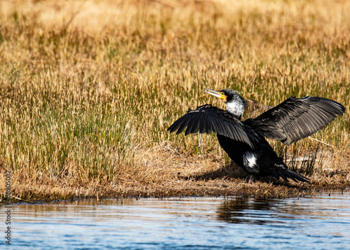 Wallpaper Mural cormorant beifore fly Torontodigital.ca
