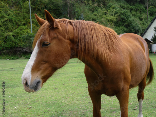 Beautiful horse coffee in a farm