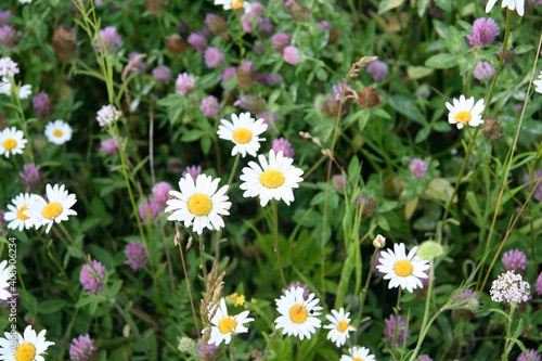 Chamomile on clover background