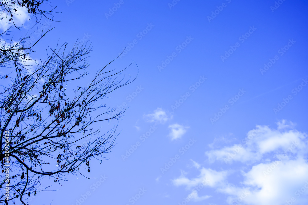 Branch of the tree background blue sky and cloud, in the winter season Branch of the tree background blue sky and cloud, in the winter season