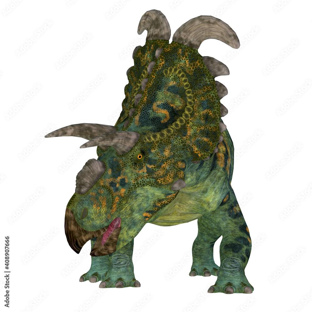 Fototapeta premium Albertaceratops Dinosaur Front - The Ceratopsian herbivorous dinosaur Albertaceratops lived in Alberta, Canada during the Cretaceous Period.