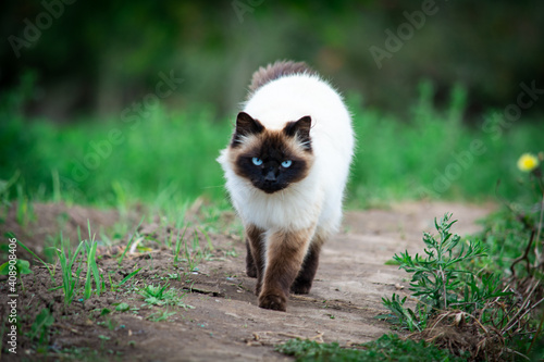 Cuadro en lienzo woman carrying a beautiful himalayan siamese cat