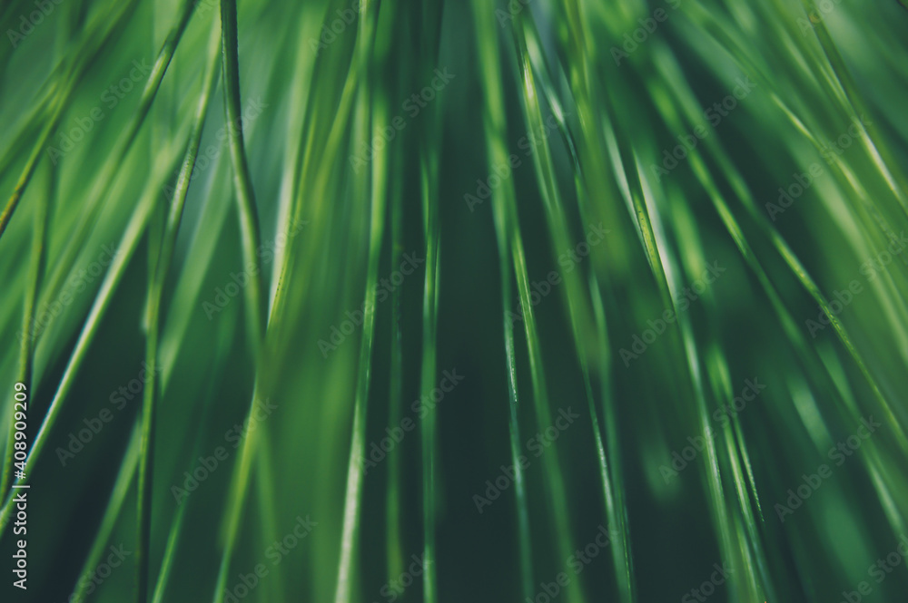 Closeup of a fresh green herb on a soft green background. Soft focus. Closeup of a fresh green herb on a soft green background. Soft focus.