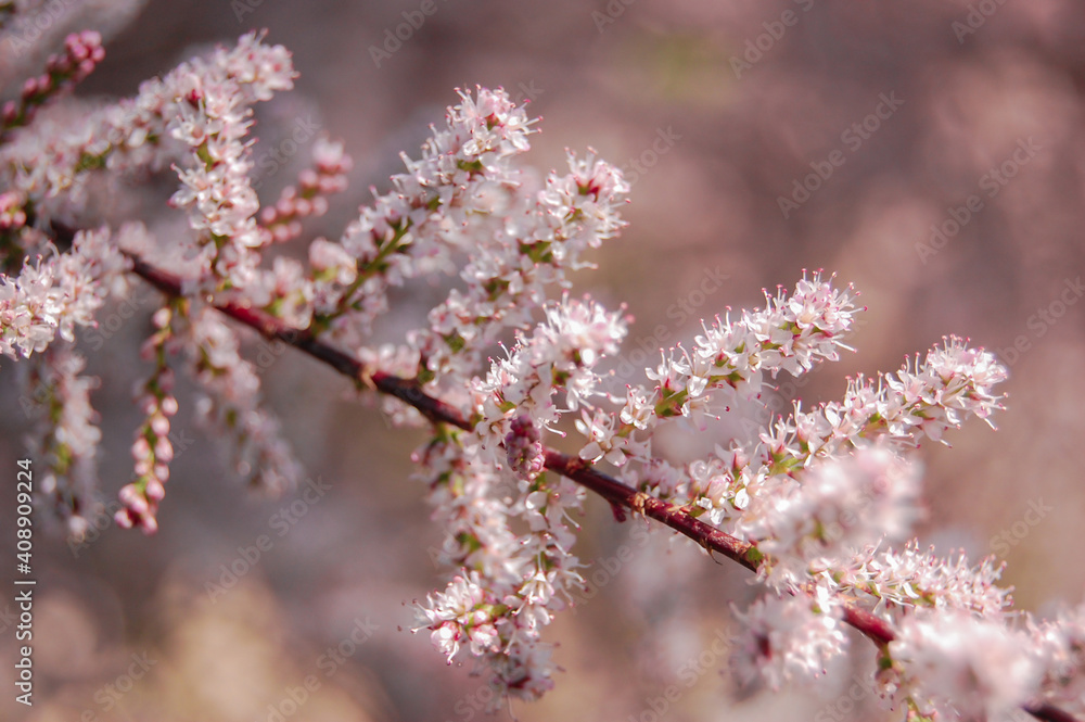 Beautiful blossom with small soft pink flower branch and young booming flowers for background. Shallow depth and soft focus. Beautiful blossom with small soft pink flower branch and young booming flowers for background. Shallow depth and soft focus.