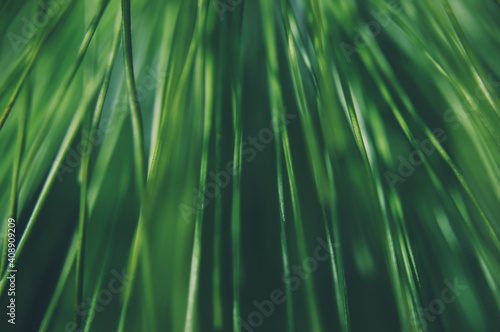 Closeup of a fresh green herb on a soft green background. Soft focus.