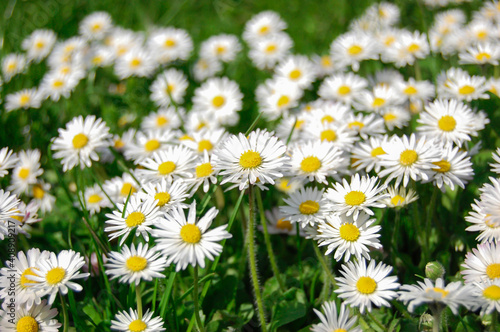 White spring daisy in the green meadow